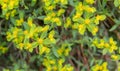 Caper spurge Euphorbia spinosa, green-yellow flowering plants